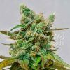 Foto Honey bells cbd 100% delicious