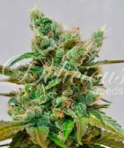 Foto Honey bells cbd 100% delicious