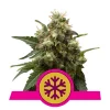 Foto Ice 100% royal queen seeds