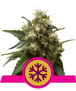 Foto Ice 100% royal queen seeds