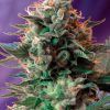 Foto jack 47 sweet seed