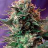 Foto Jack 47 f1 fast version sweet seeds