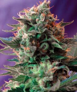 Foto Jack 47 f1 fast version sweet seeds