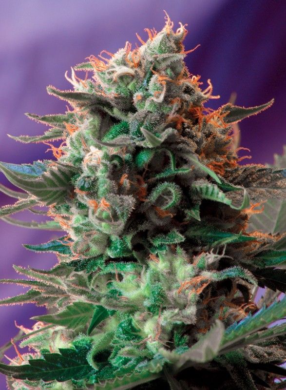 jack-47-f1-fast-version Foto Jack 47 f1 fast version sweet seeds