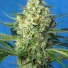 foto jack 47 xl auto