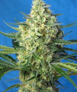 foto jack 47 xl auto