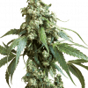 Foto Jack flash 5 100% sensi seeds