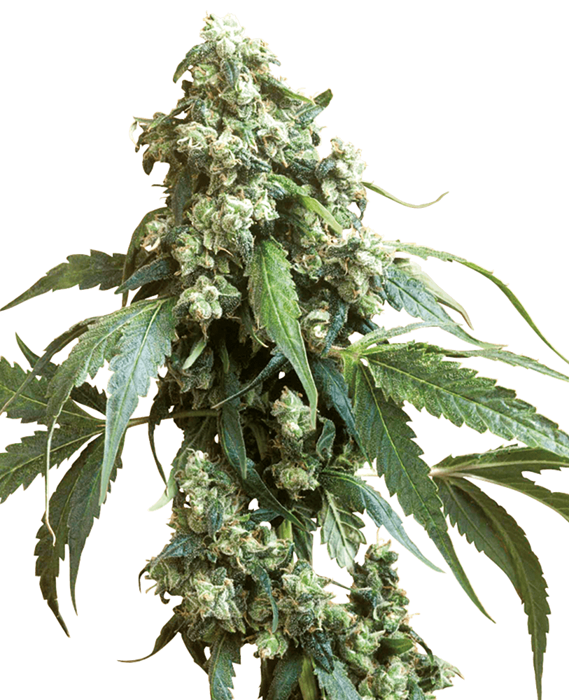 Jack flash 5 100% sensi seeds Foto Jack flash 5 100% sensi seeds
