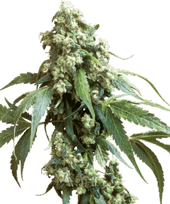 Foto Jack flash regular 10 unidades sensi seeds