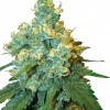 Foto Jack herer 100% sensi seeds