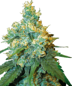 Foto Jack herer regular 10 unidades sensi seeds