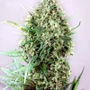 Foto Jack diesel positronics