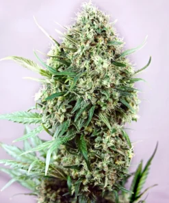 Foto Jack diesel positronics