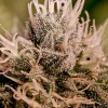 Foto Jack diesel auto positronics