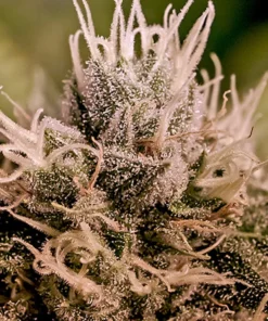 Foto Jack diesel auto positronics