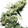 Foto Jamaican pearl regular 10 unidades sensi seeds