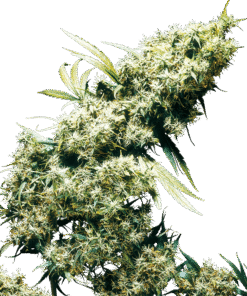 Foto Jamaican pearl regular 10 unidades sensi seeds