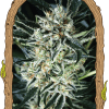 Foto Jelly bananen 100% exotic seeds