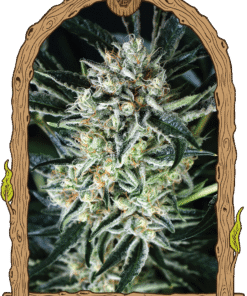 Foto Jelly bananen 100% exotic seeds