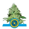 Foto Joanne's cbd royal queen seeds