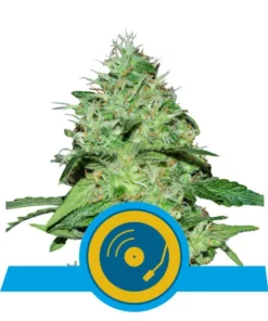 Foto Joanne's cbd royal queen seeds