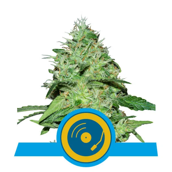 Joanne's cbd royal queen seeds Foto Joanne's cbd royal queen seeds