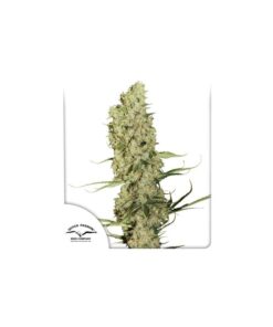 Foto Jorge´s diamonds #1 100% dutch passion