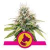 Foto Kali dog 100% royal queen seeds