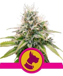 Foto Kali dog 100% royal queen seeds