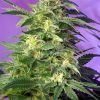 Foto killer kush auto