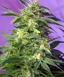Foto killer kush auto