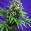 Foto Killer Kush F1 Fast Version