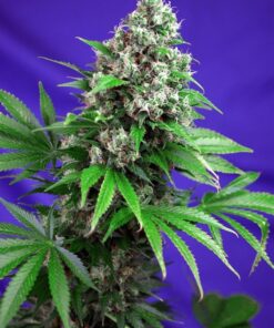 Foto Killer Kush F1 Fast Version