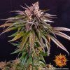 Foto Kush mintz 100% barney’s farm seeds