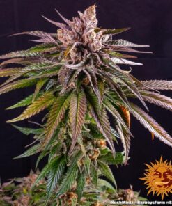 Foto Kush mintz 100% barney’s farm seeds