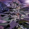 Foto Kush auto positronics