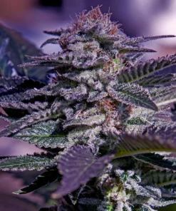 Foto Kush auto positronics