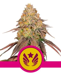 Foto Legendary og punch 100% royal queen seeds