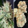 Foto Lemon og 100% dutch passion