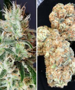 Foto Lemon og 100% dutch passion
