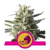Foto Lemon shining silver haze 100% royal queen seeds