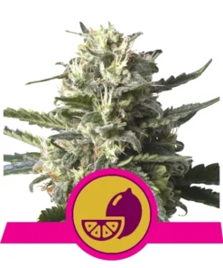 Foto Lemon shining silver haze 100% royal queen seeds