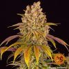 Foto Lemon tree 100% barney's farm