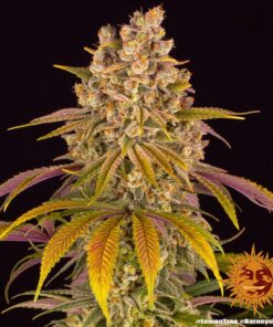 Foto Lemon tree 100% barney's farm