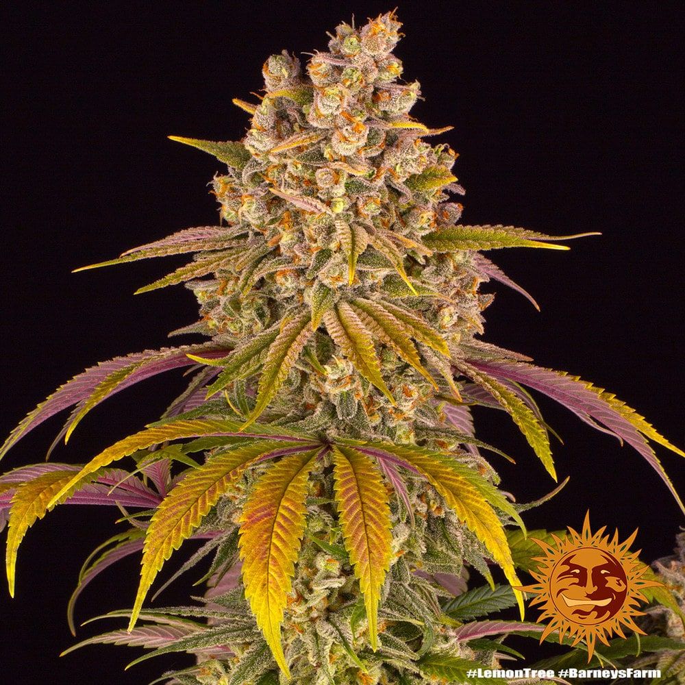 Foto Lemon tree 100% barney's farm