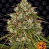 Foto Liberty haze 100% barney´s farm seeds