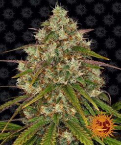 Foto Liberty haze 100% barney´s farm seeds