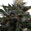 Foto Lockdown kush feminizada sensi seeds