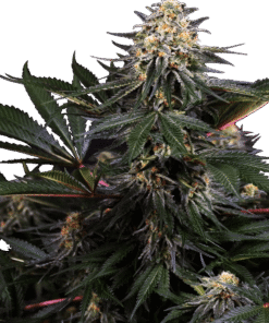 Foto Lockdown kush feminizada sensi seeds