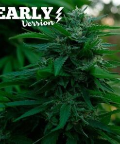 Foto Lord kush early version delicious